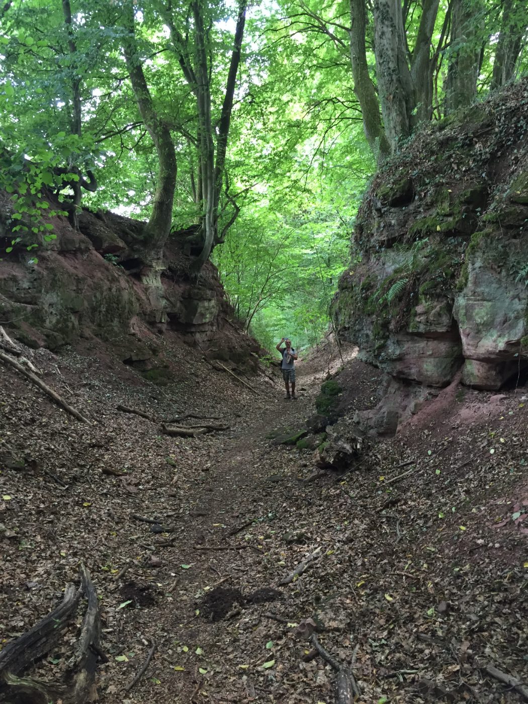 Hohlweg zwischen Sandsteinfelsen unter Buchen