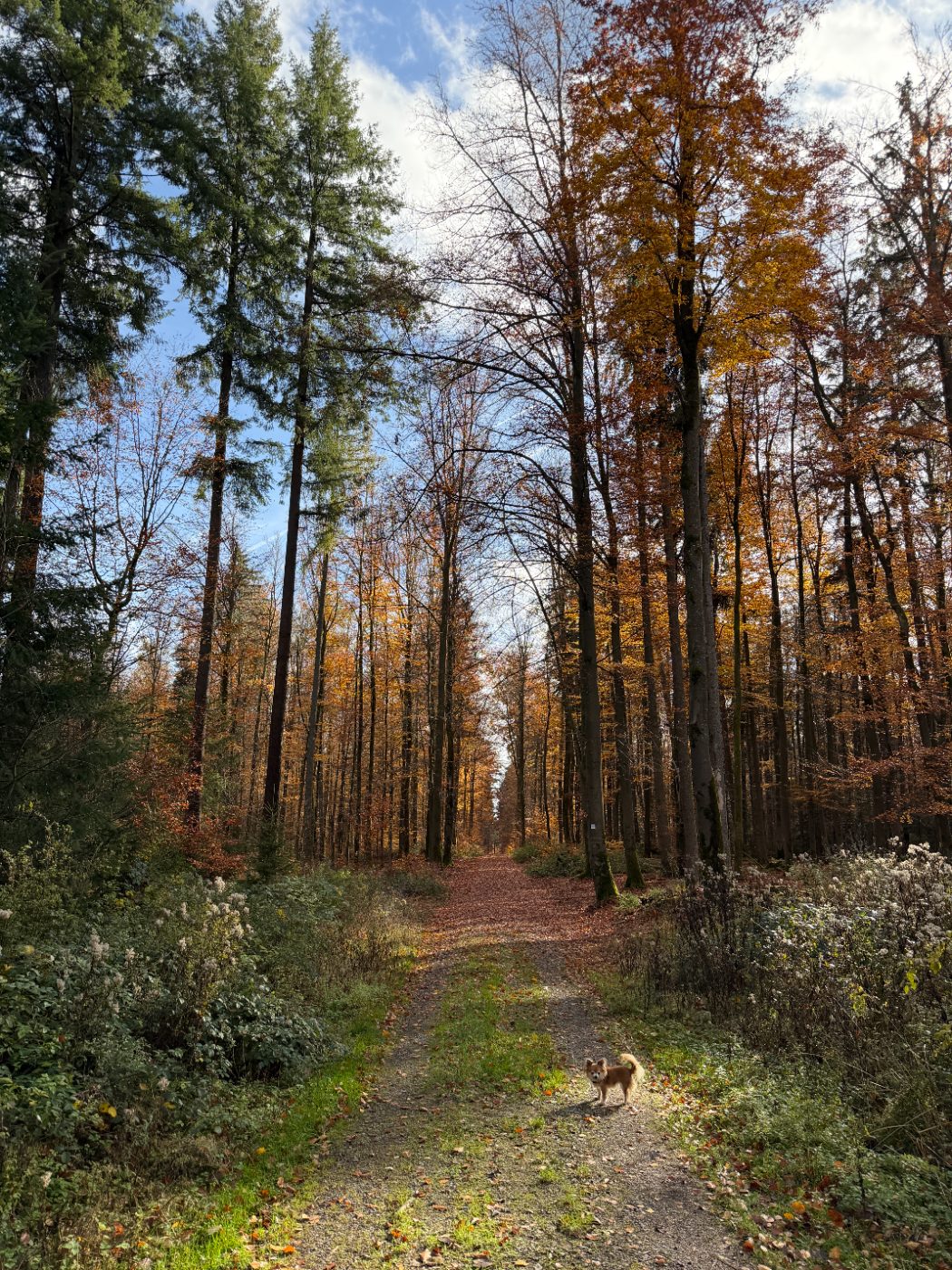 Kleiner Hund auf einem herbstlichen Waldweg zwischen hohen Bäumen